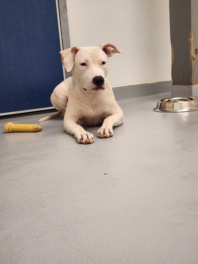 Enlarge Daisy, a Adoptable mixed breed in New Kensington, PA image 1/6