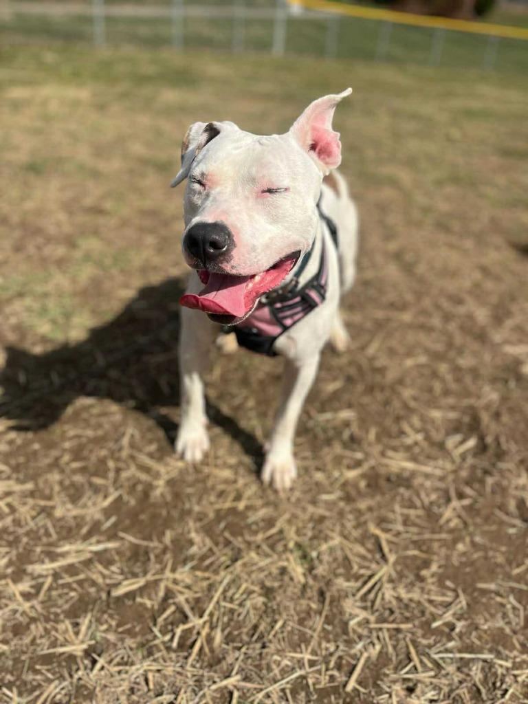 Enlarge Daisy, a Adoptable mixed breed in New Kensington, PA image 2/6