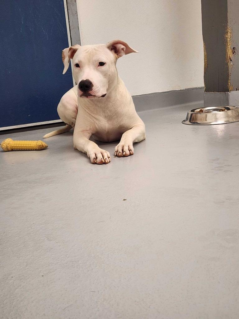 Enlarge Daisy, a Adoptable mixed breed in New Kensington, PA image 3/6