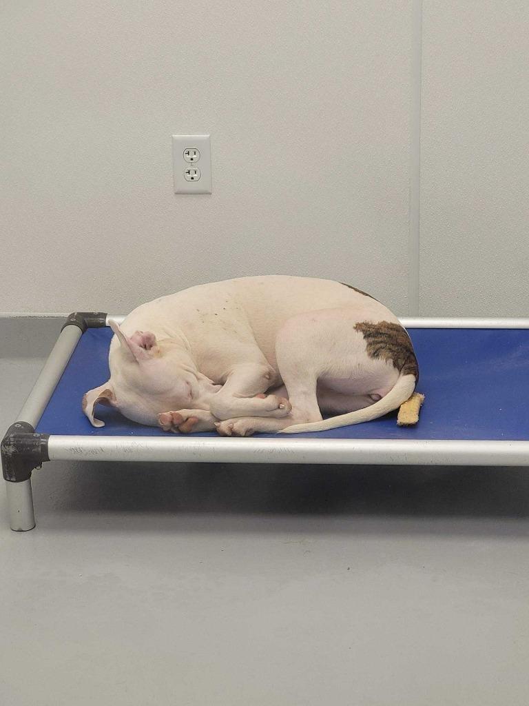 Enlarge Daisy, a Adoptable mixed breed in New Kensington, PA image 4/6