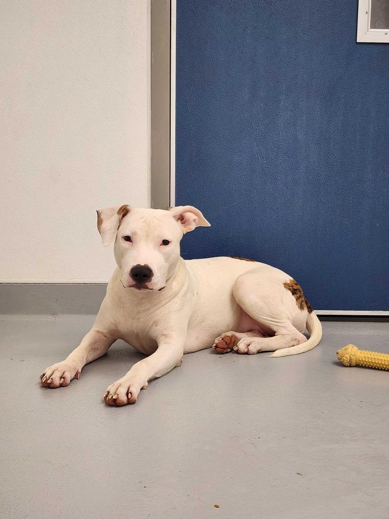 Enlarge Daisy, a Adoptable mixed breed in New Kensington, PA image 5/6