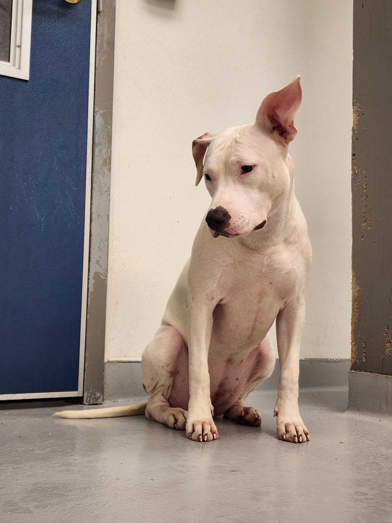 Enlarge Daisy, a Adoptable mixed breed in New Kensington, PA image 6/6