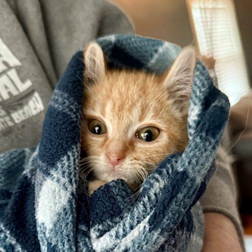 Zeke, a Adoptable Domestic Long Hair in Georgetown, KY image 1/5