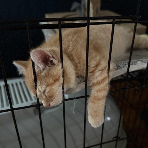 Zeke, a Adoptable Domestic Long Hair in Georgetown, KY image 4/5
