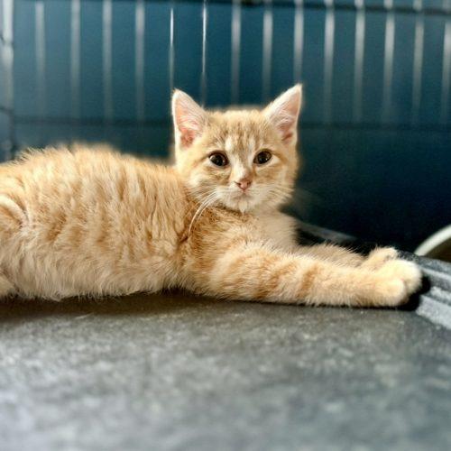 Zeke, a Adoptable Domestic Long Hair in Georgetown, KY image 5/5