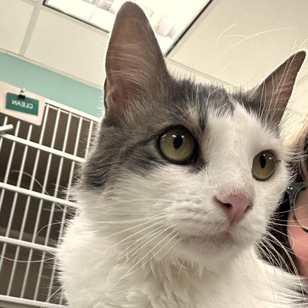 Milo, Adoptable, Adult Male Domestic Medium Hair.