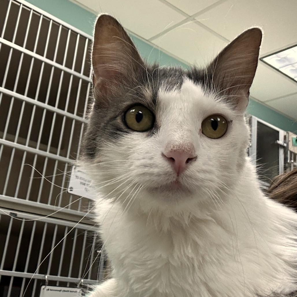 Enlarge Milo, a Adoptable Domestic Medium Hair in Durango, CO image 2/3