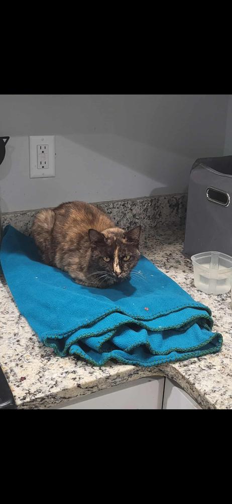 Sigourney Weaver Pippin, Adoptable, Adult Female Domestic Short Hair & Domestic Short Hair.