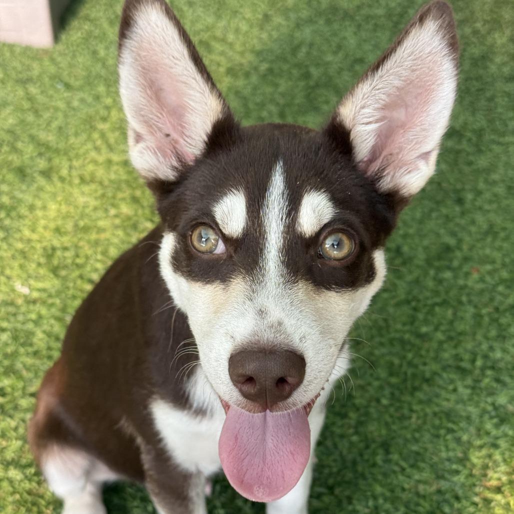 Weevil, Adoptable, Puppy Male Husky & Mixed Breed.