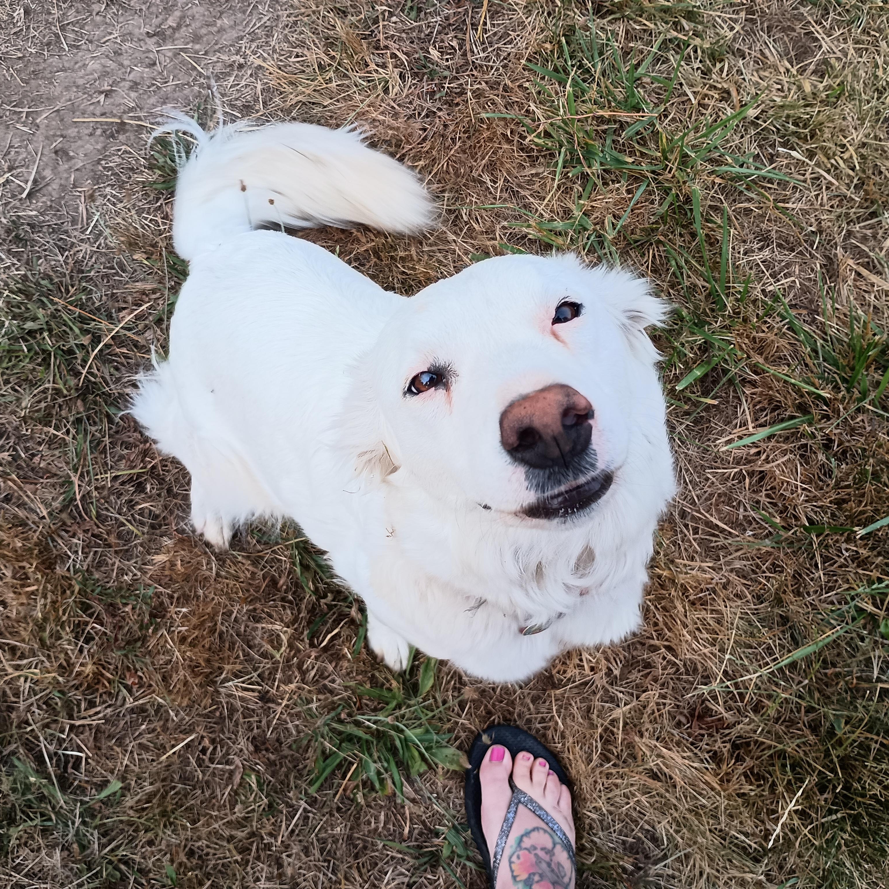 Beanz , adoptable, Young Female Cattle Dog.