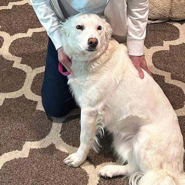 Beanz - Foster Needed...Affectionate Girl!