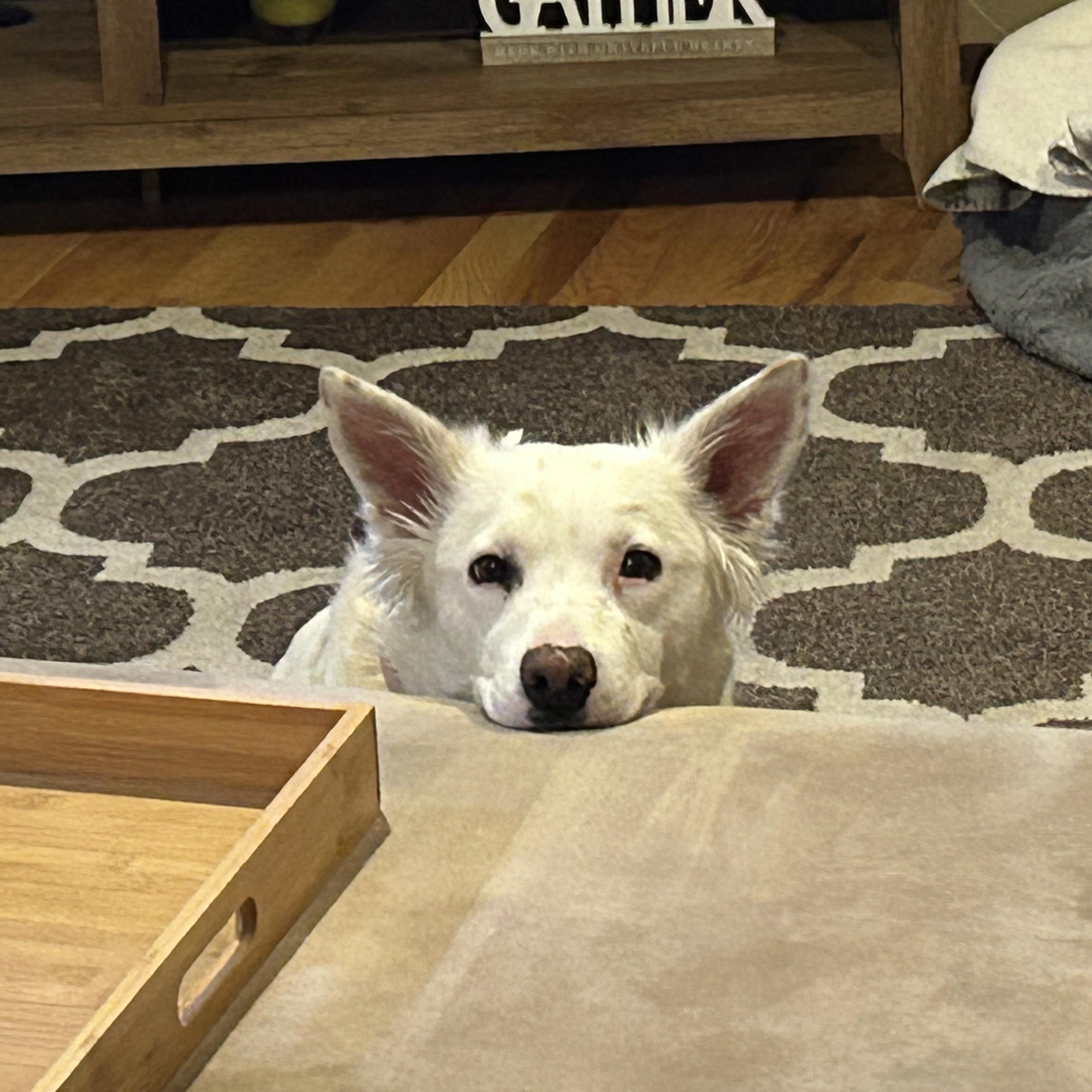 Beanz - Foster Needed...Affectionate Girl!