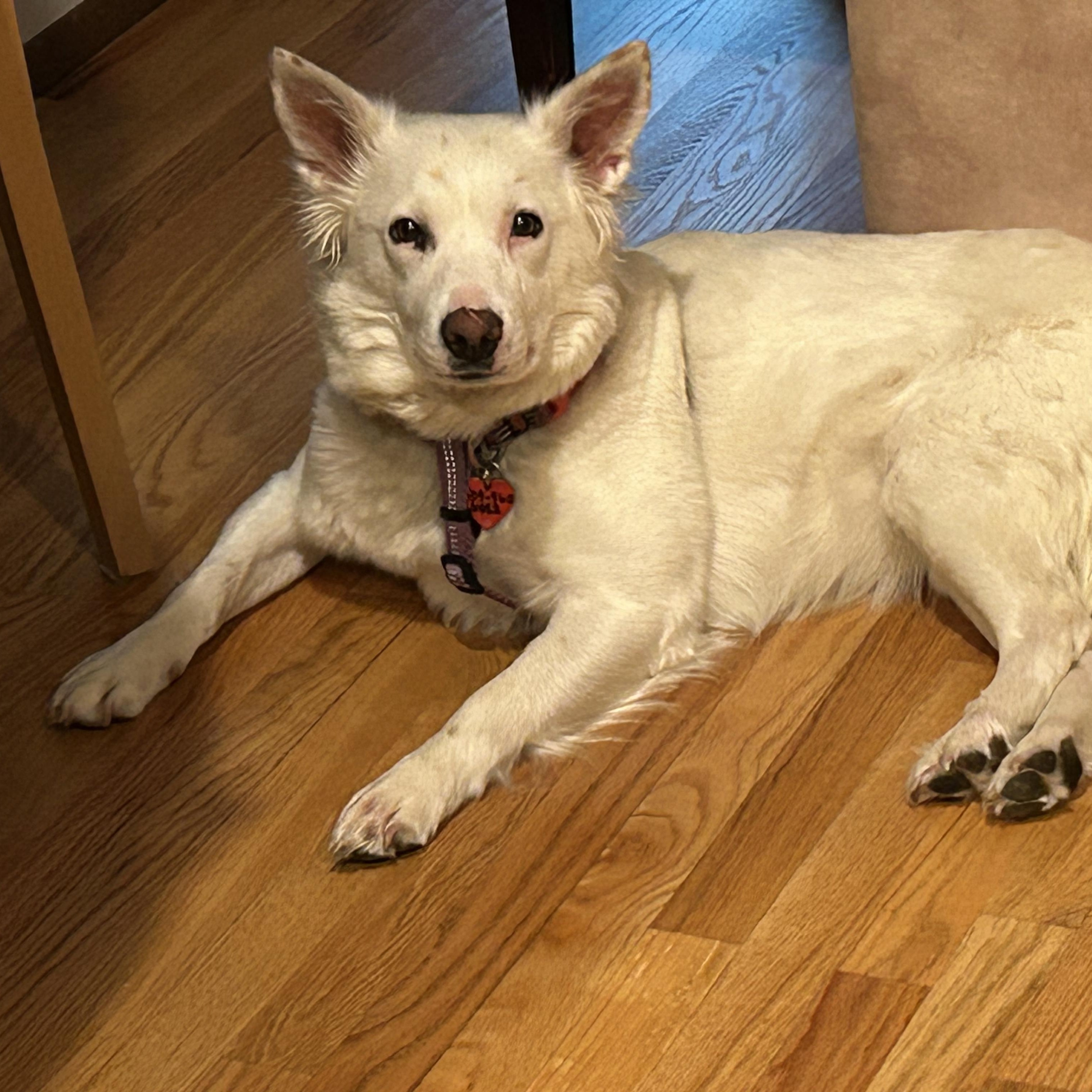Enlarge Beanz , an adoptable mixed breed in Seattle, WA image 2/6