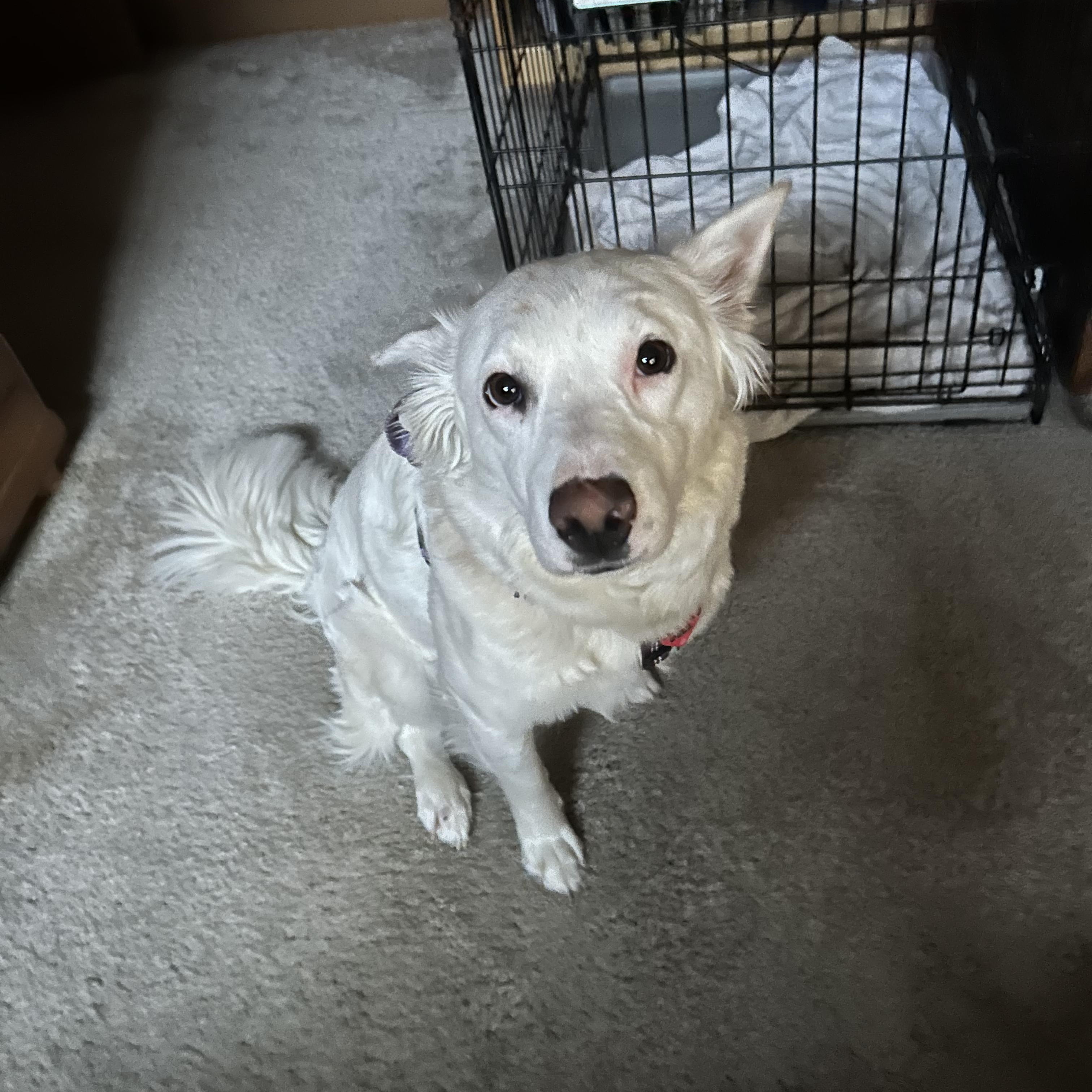 Beanz - Foster Needed...Affectionate Girl!