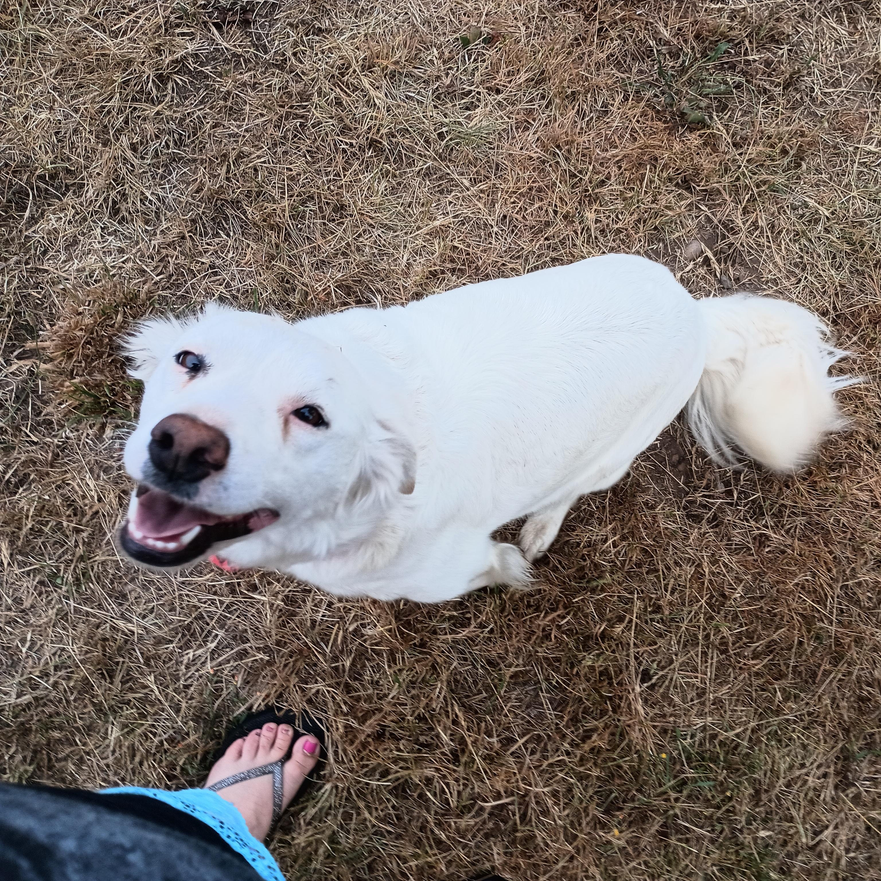 Enlarge Beanz , an adoptable mixed breed in Seattle, WA image 5/6