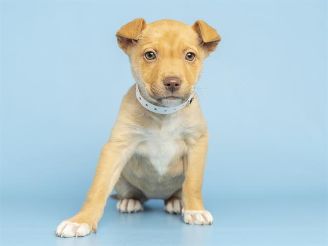 Enlarge HONEY, a Adoptable Australian Cattle Dog / Blue Heeler in Phoenix, AZ image 1/1