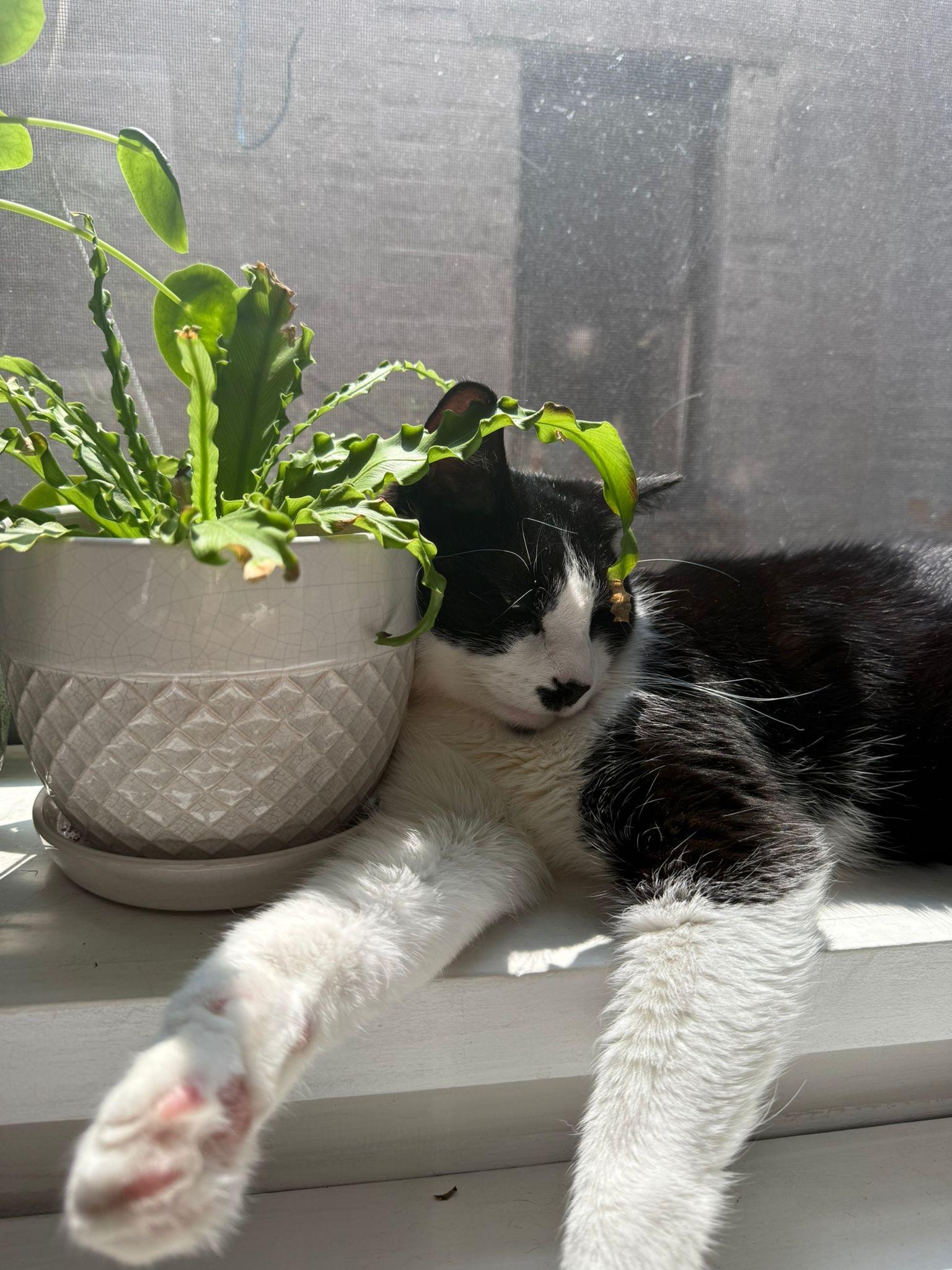 Gigi with the Mustache