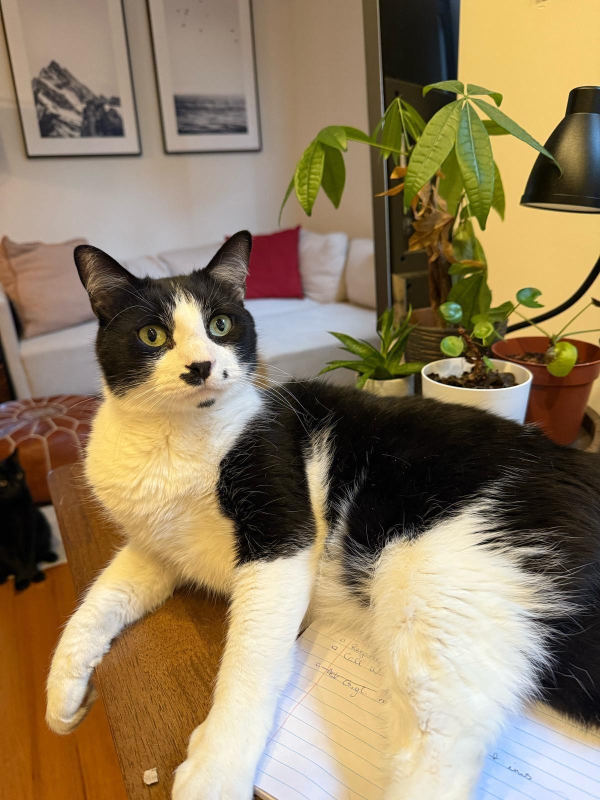 Gigi with the Mustache