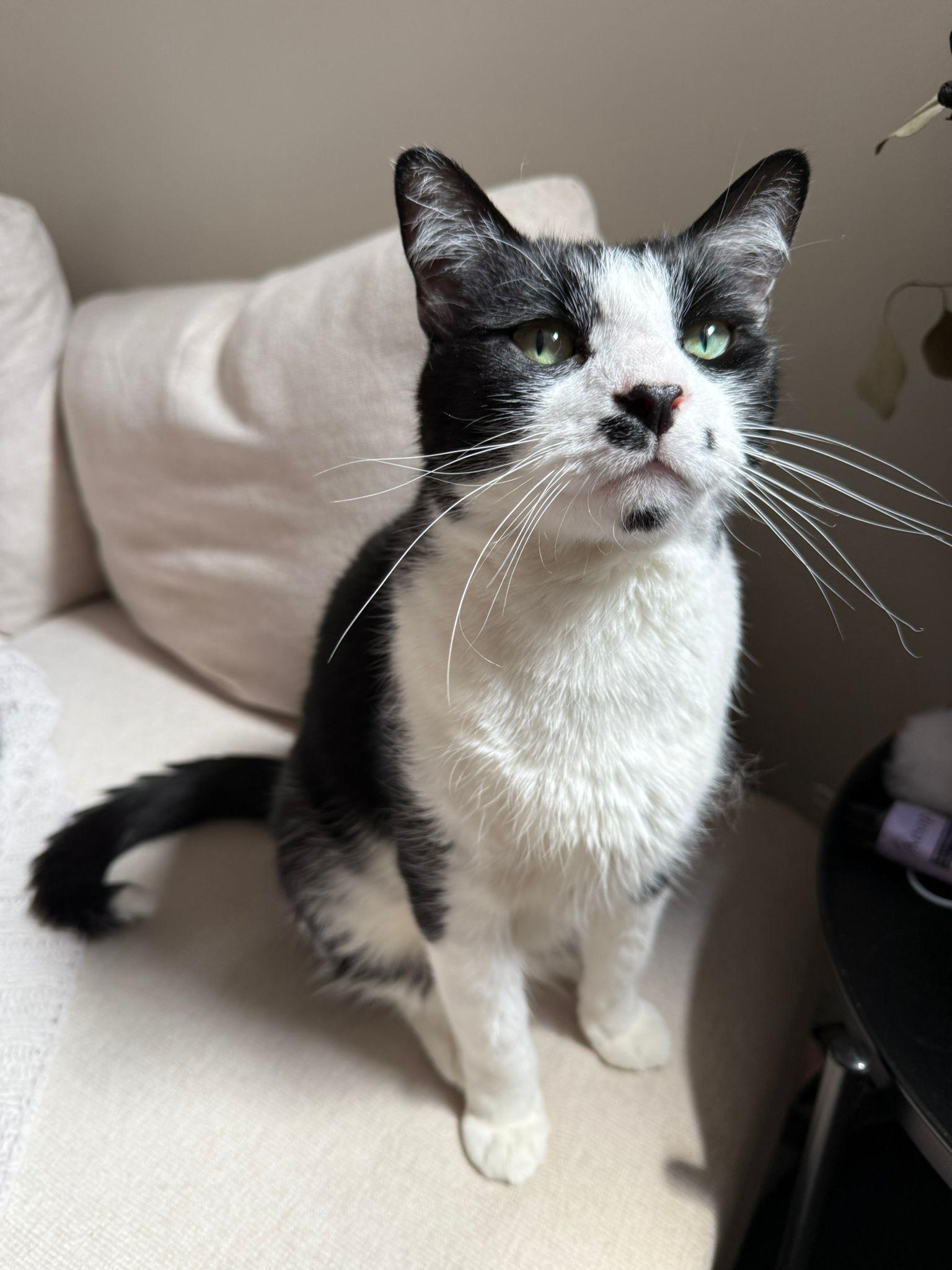 Gigi with the Mustache
