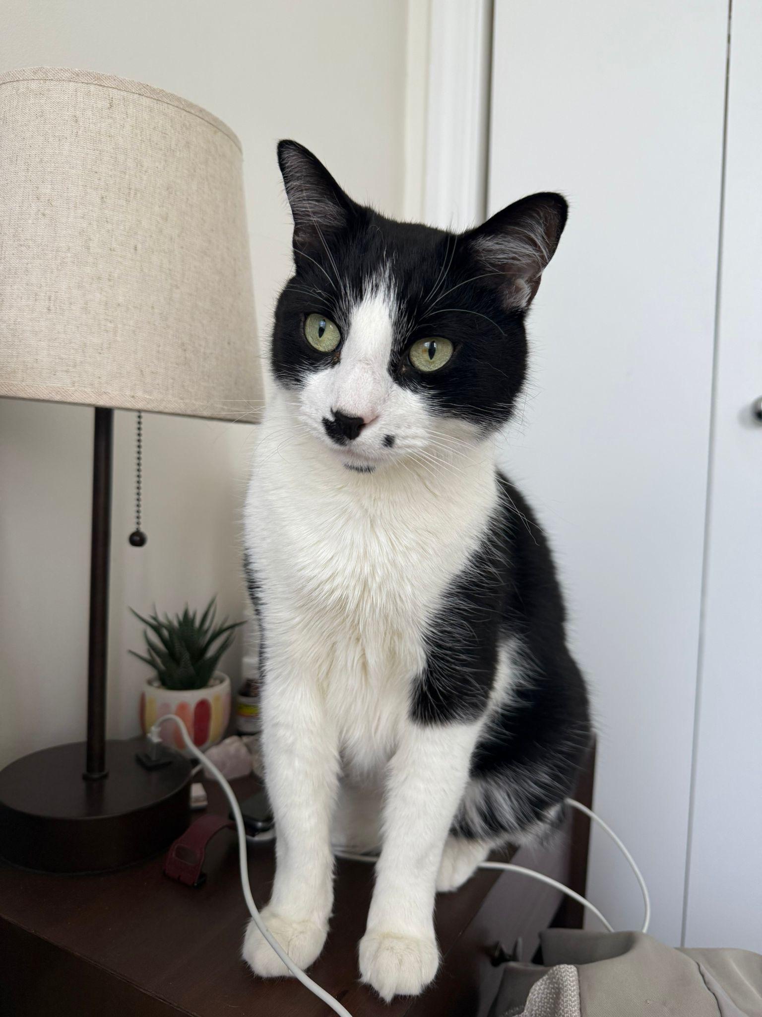 Gigi with the Mustache