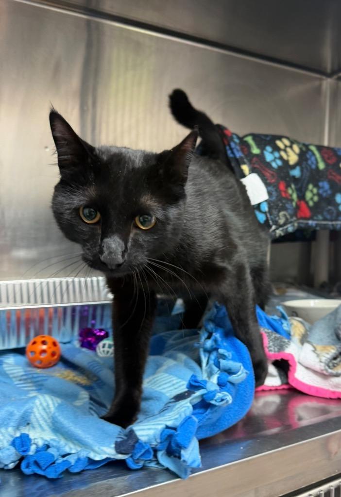 Enlarge Cooper, a Adoptable mixed breed in Detroit, MI image 1/1