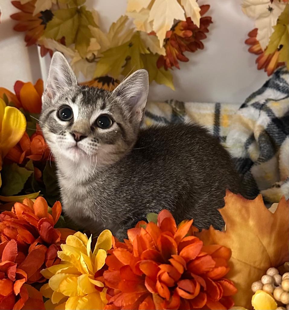 7/18/25 - Olympus, Adoptable, Kitten Male Domestic Short Hair.