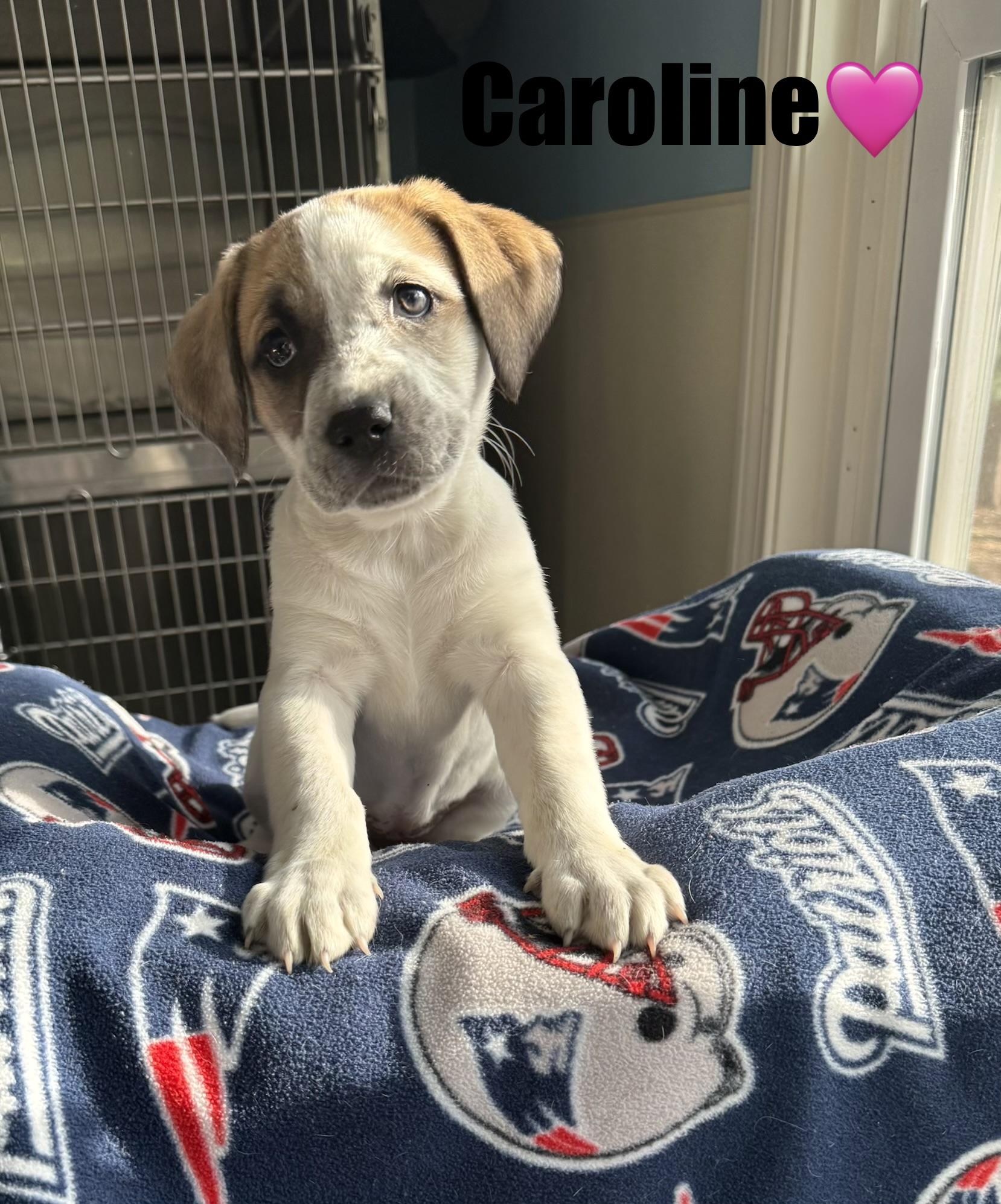 Caroline , Adoptable, Puppy Female Mixed Breed.