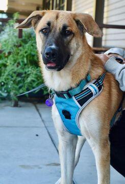 Noelle D6683, Adoptable, Young Female German Shepherd Dog & Labrador Retriever.