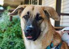 Noelle D6683, a Adoptable mixed breed in Fremont, CA image 2/2