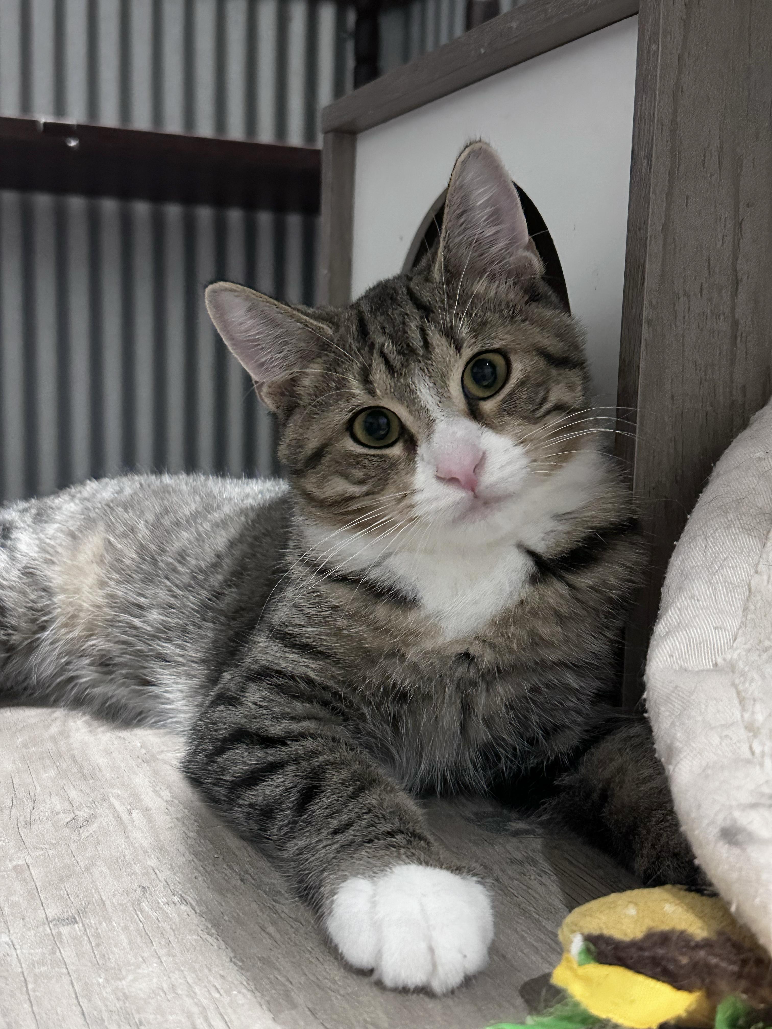 Enlarge Milo, a Adoptable Domestic Short Hair in Fredericksburg, OH image 2/2