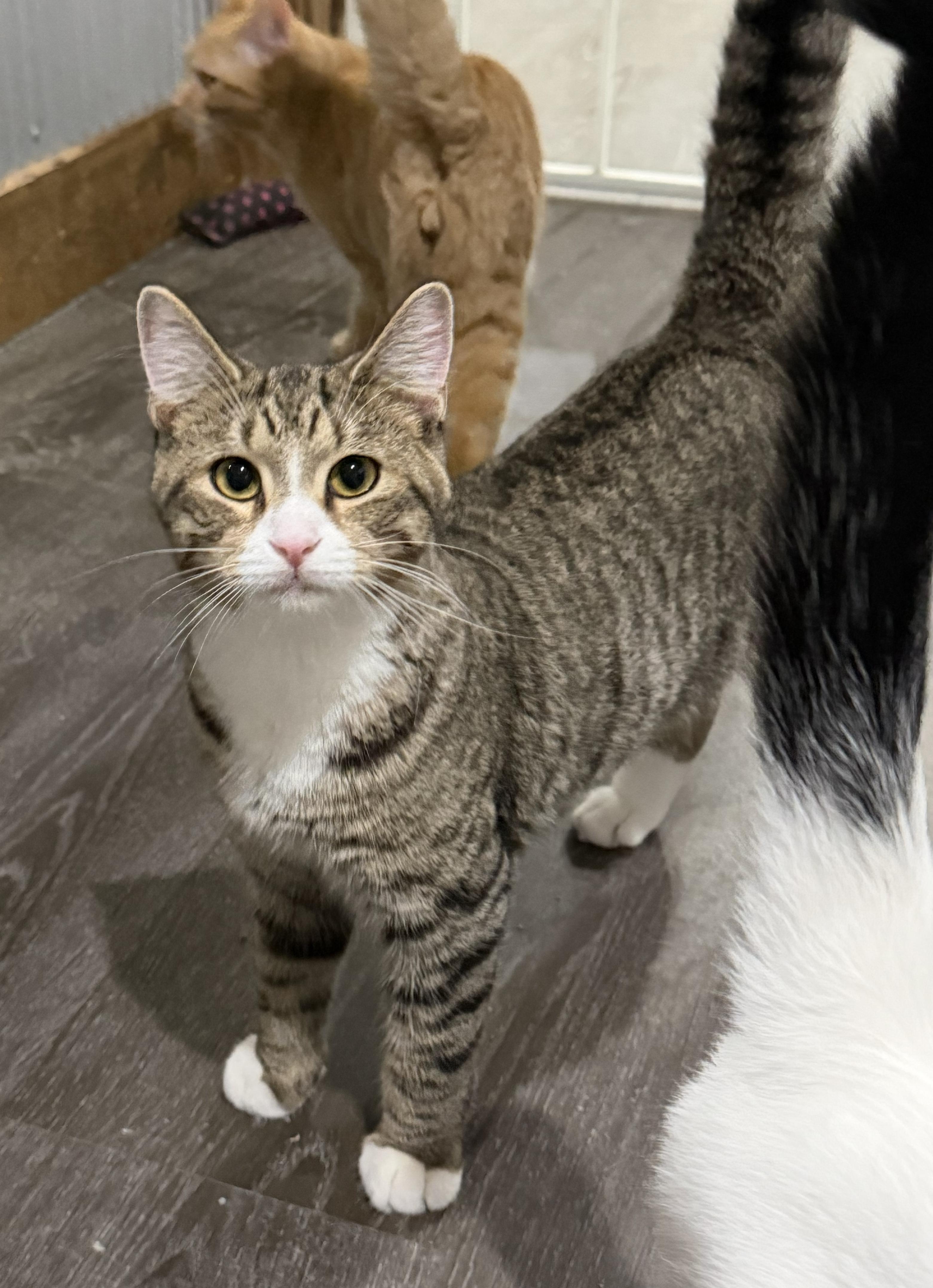 Enlarge Milo, a Adoptable Domestic Short Hair in Fredericksburg, OH image 1/2