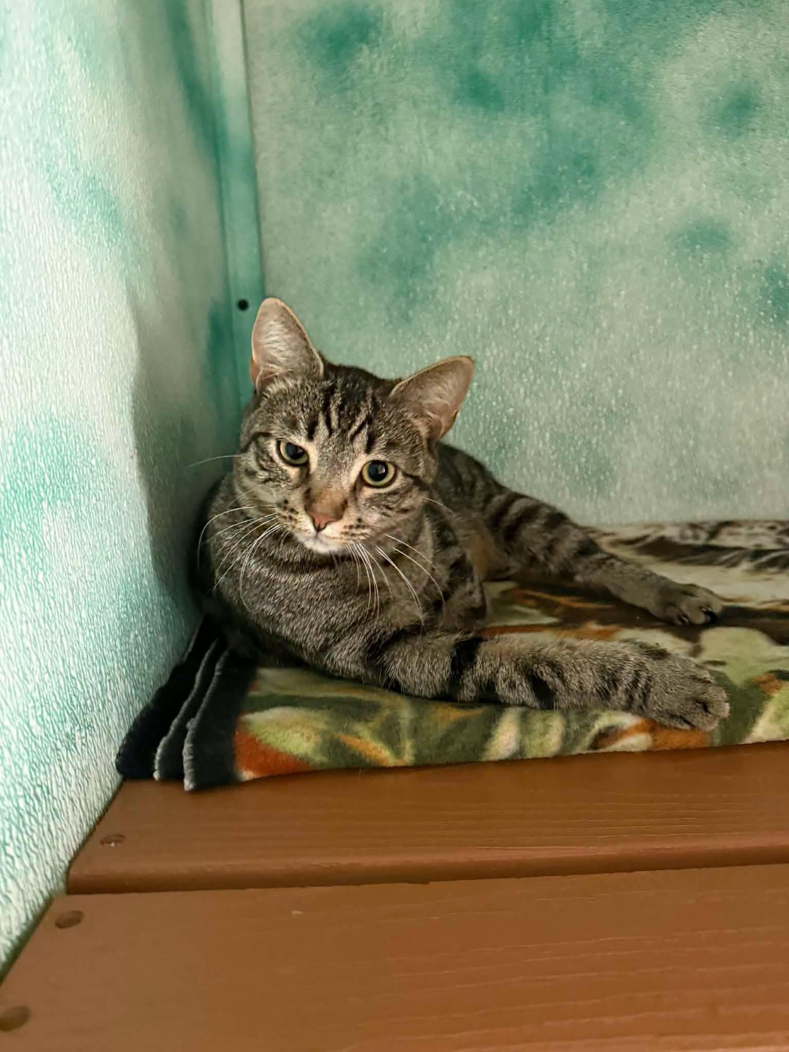 Enlarge Roxy, an adopted Domestic Short Hair in Altoona, PA image 1/1