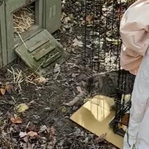 Enlarge Francesca, a ADOPTABLE Tabby in Oberlin, OH image 6/6