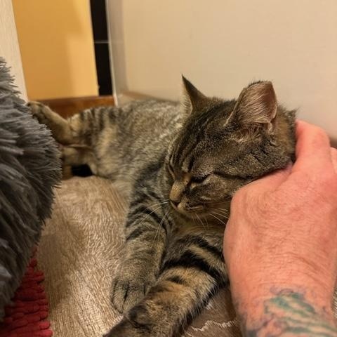 Enlarge Francesca, a ADOPTABLE Tabby in Oberlin, OH image 2/6