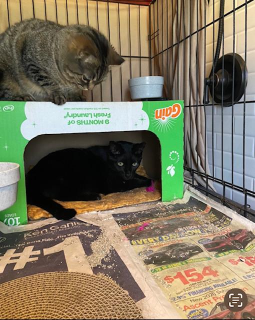 Enlarge Francesca, a ADOPTABLE Tabby in Oberlin, OH image 5/6