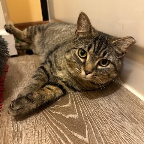 Francesca, ADOPTABLE, Adult Female Tabby.