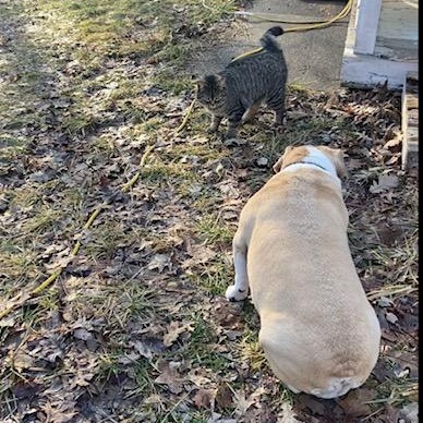 Enlarge Francesca, a ADOPTABLE Tabby in Oberlin, OH image 4/6