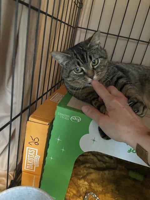 Enlarge Francesca, a ADOPTABLE Tabby in Oberlin, OH image 3/6