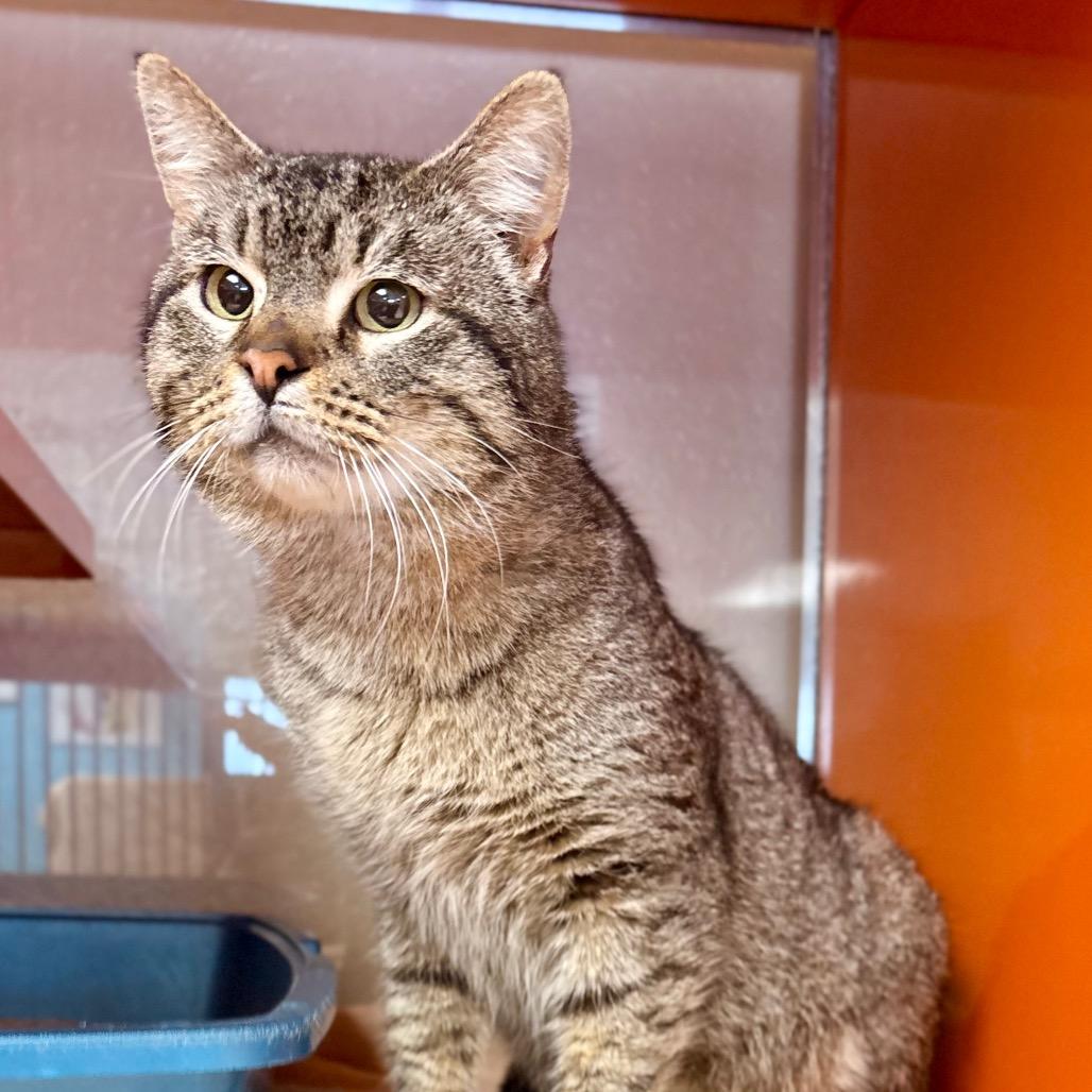 Frito — thumbnail 2