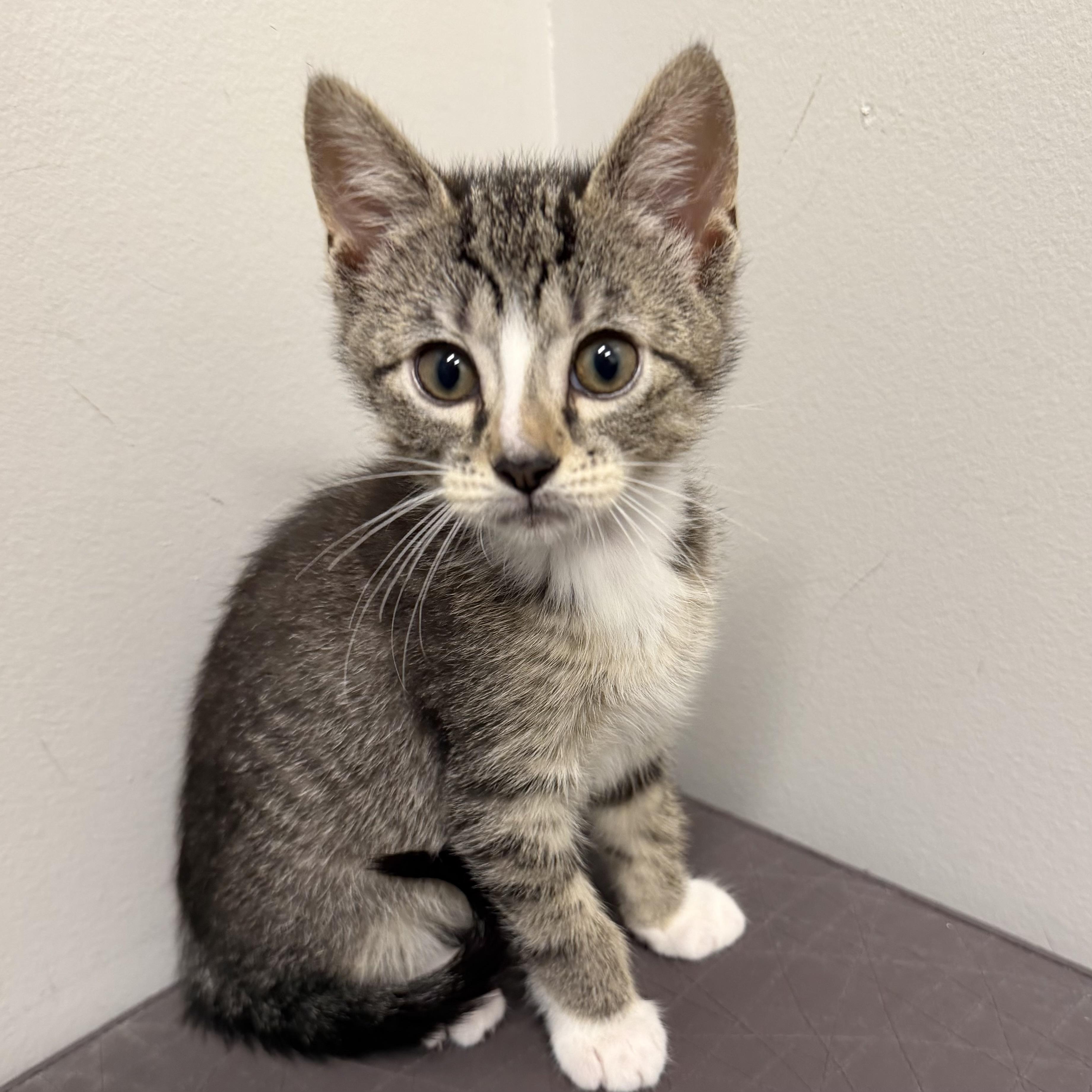 Tom, adoptable, Kitten Male Domestic Short Hair.