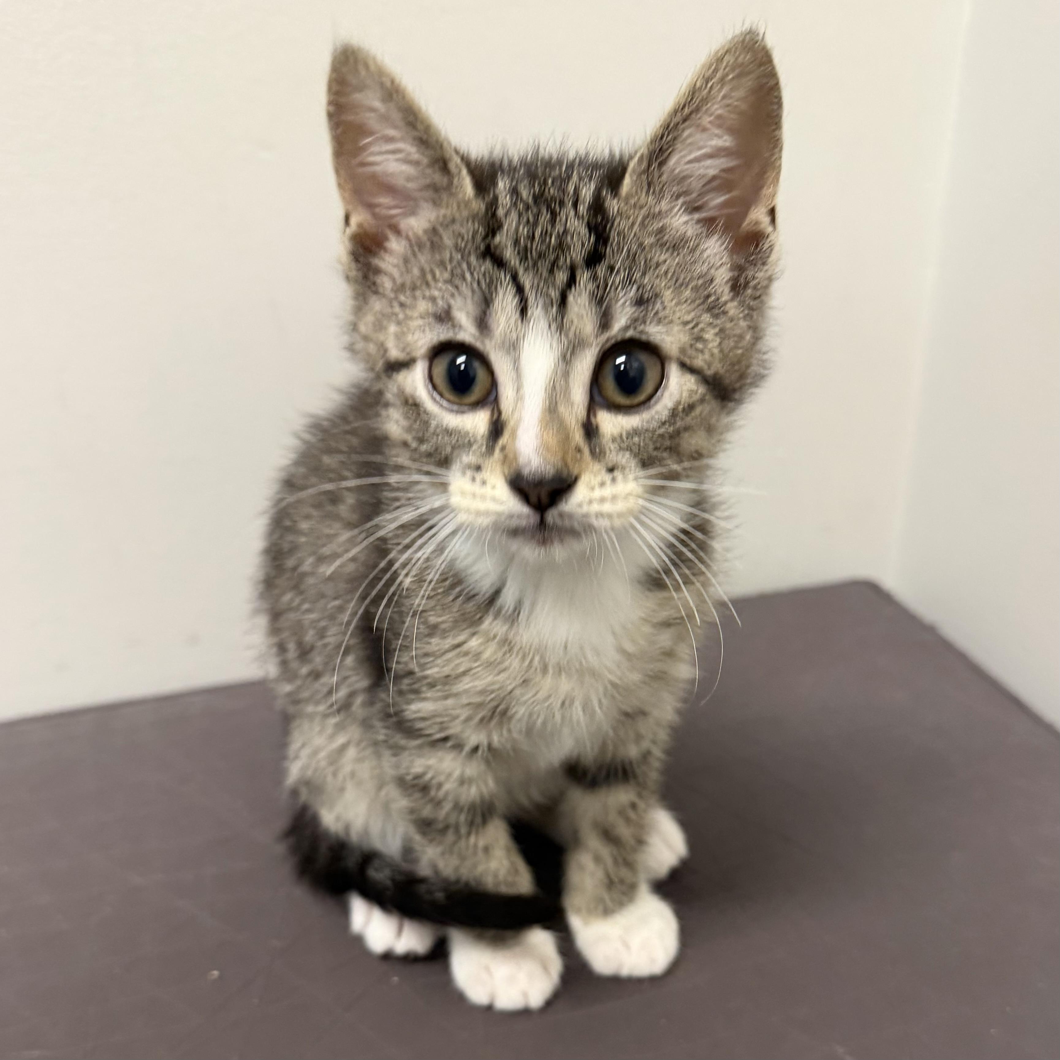 Tom, an adoptable mixed breed in Libertyville, IL image 3/3
