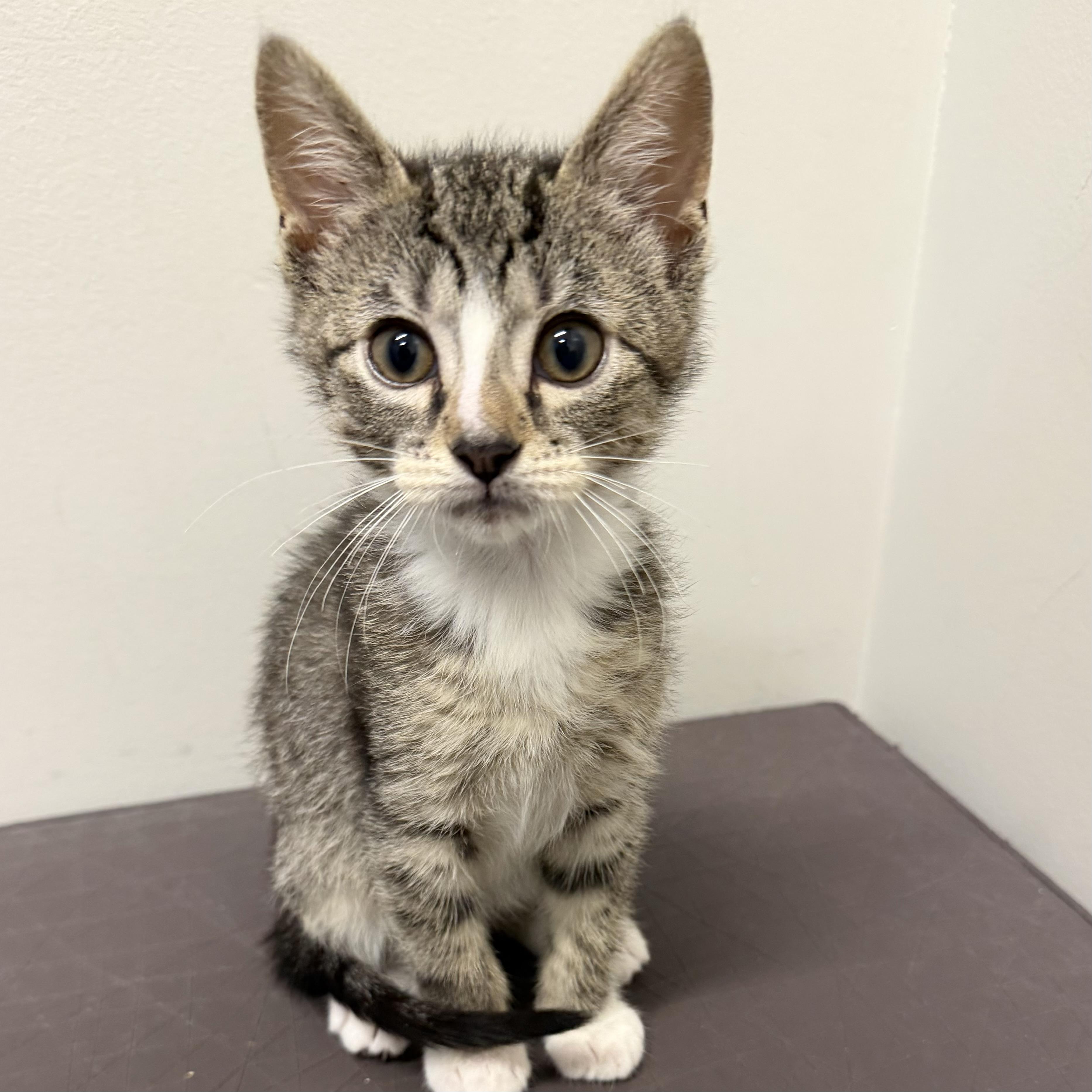 Tom, an adoptable mixed breed in Libertyville, IL image 2/3
