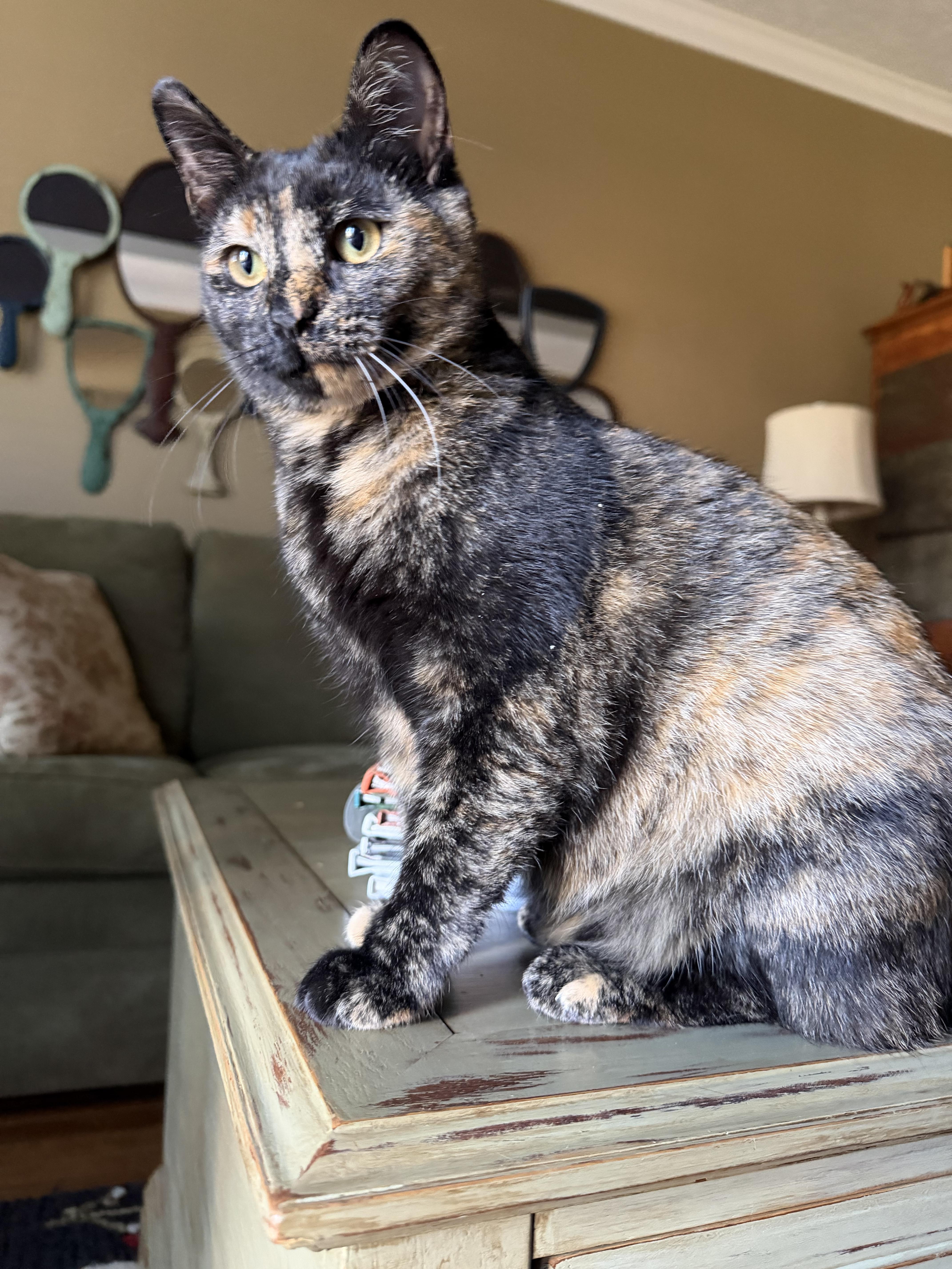 Enlarge Lil Bit, a ADOPTABLE mixed breed in Goodlettsville, TN image 5/5