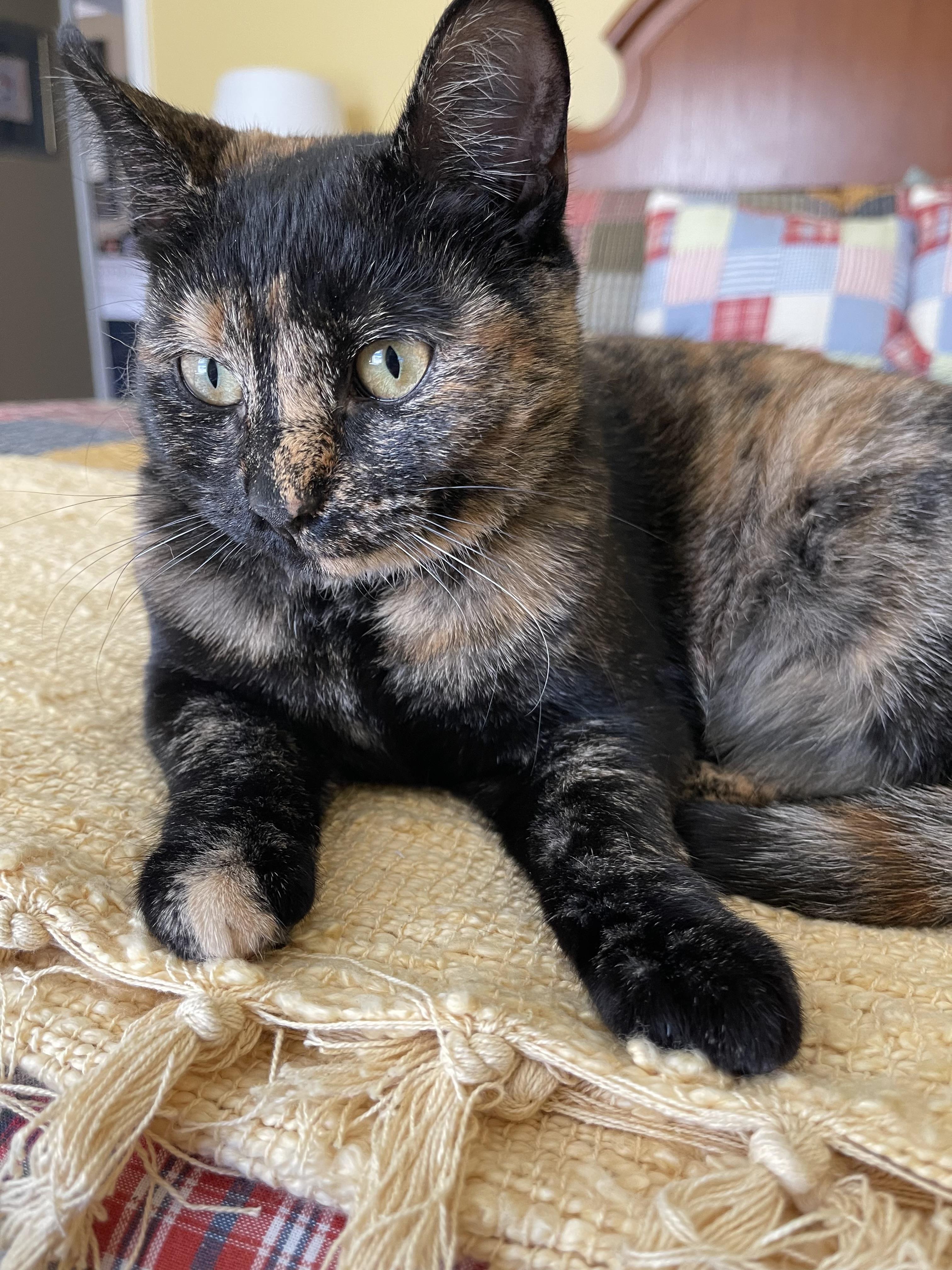 Enlarge Lil Bit, a ADOPTABLE mixed breed in Goodlettsville, TN image 4/5