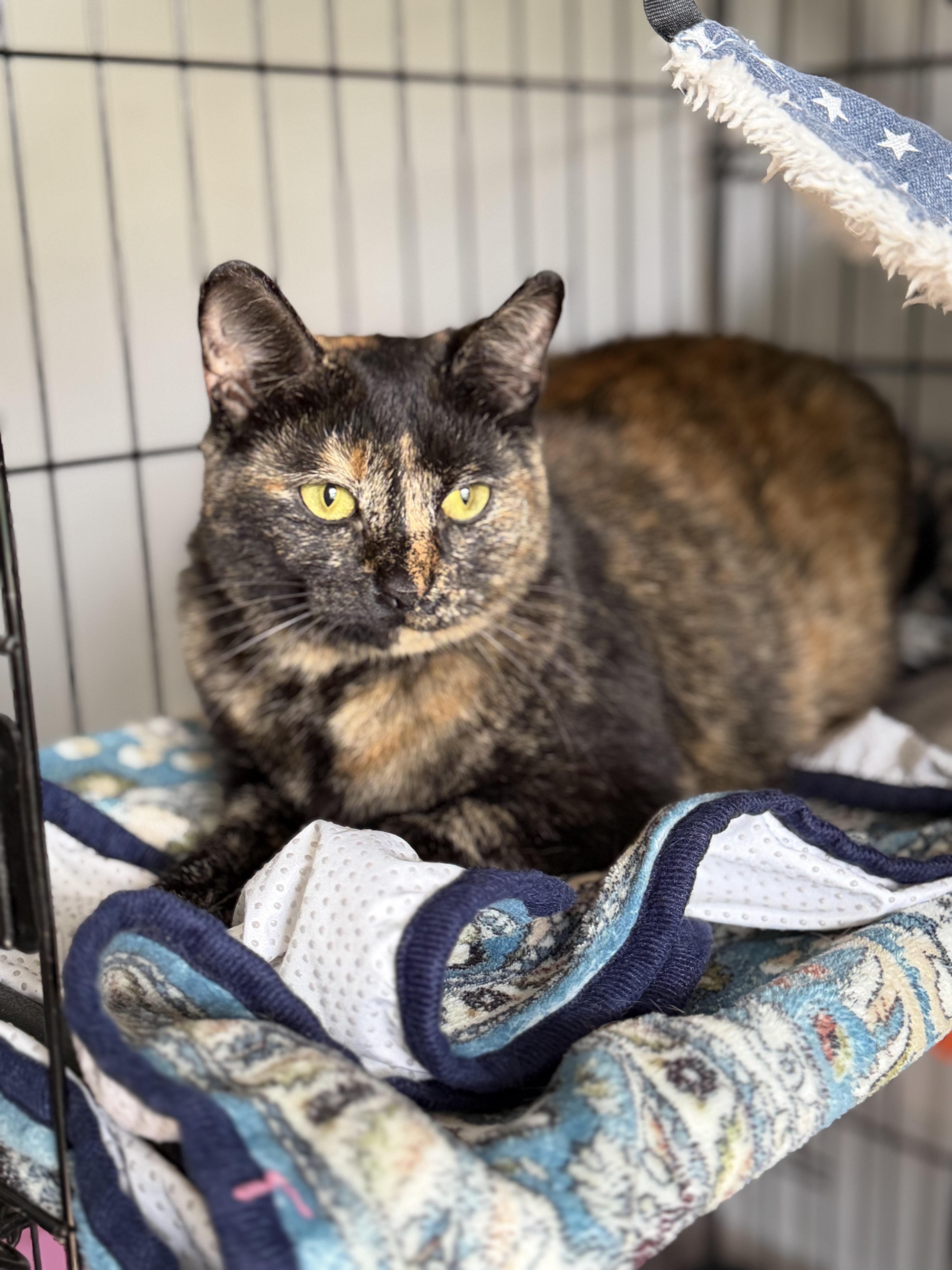 Enlarge Lil Bit, a ADOPTABLE mixed breed in Goodlettsville, TN image 3/5