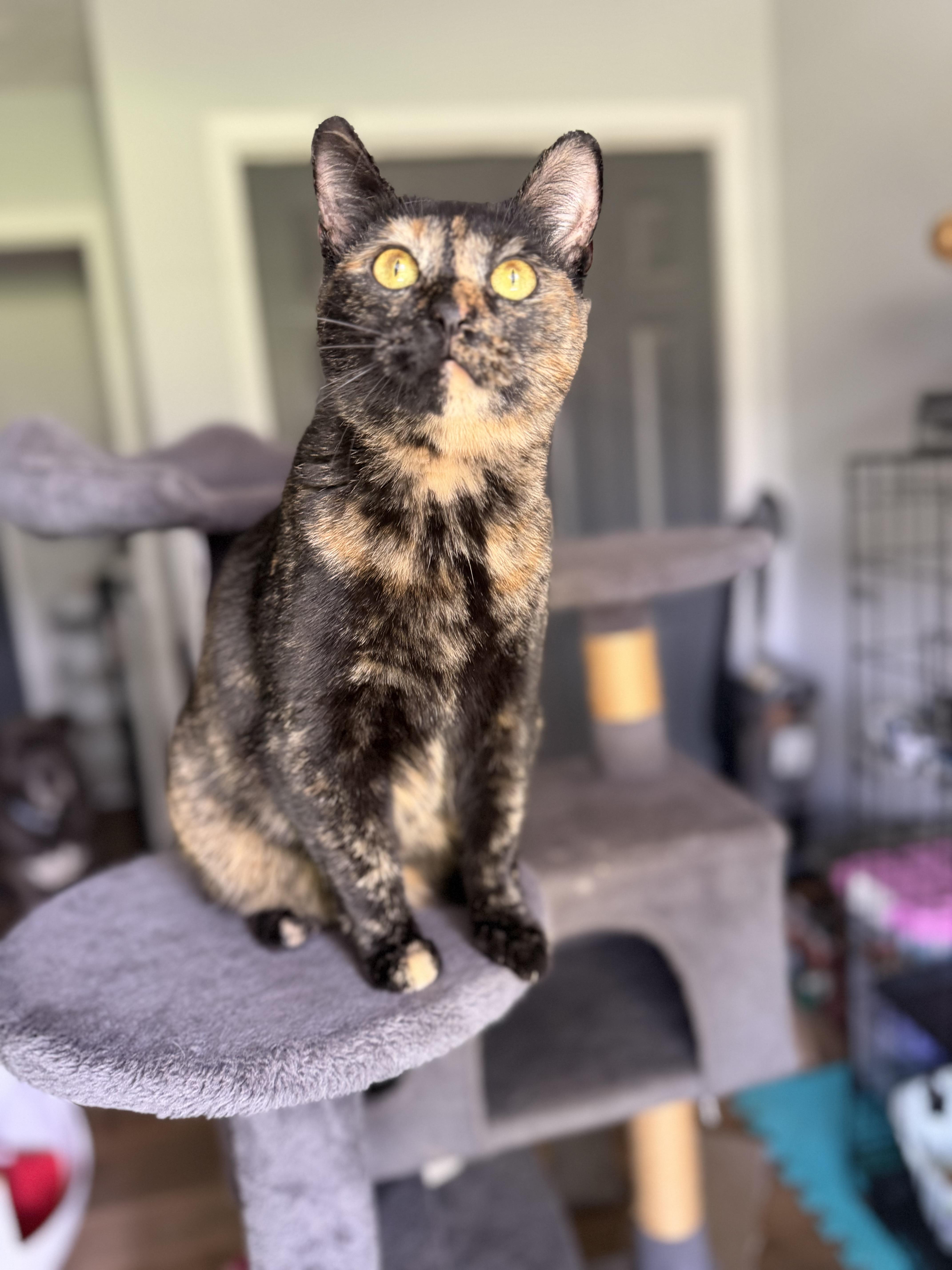 Lil Bit, ADOPTABLE, Young Female Domestic Short Hair & Munchkin.