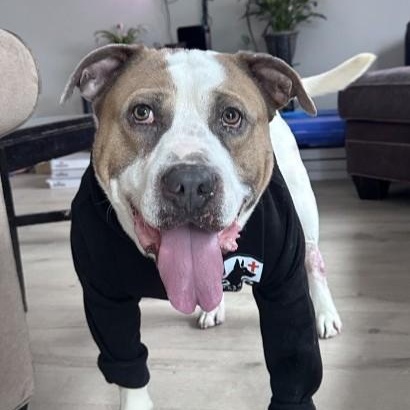 Enlarge Captain *SPONSORED*, a Adoptable Mixed Breed in Attica, MI image 2/6