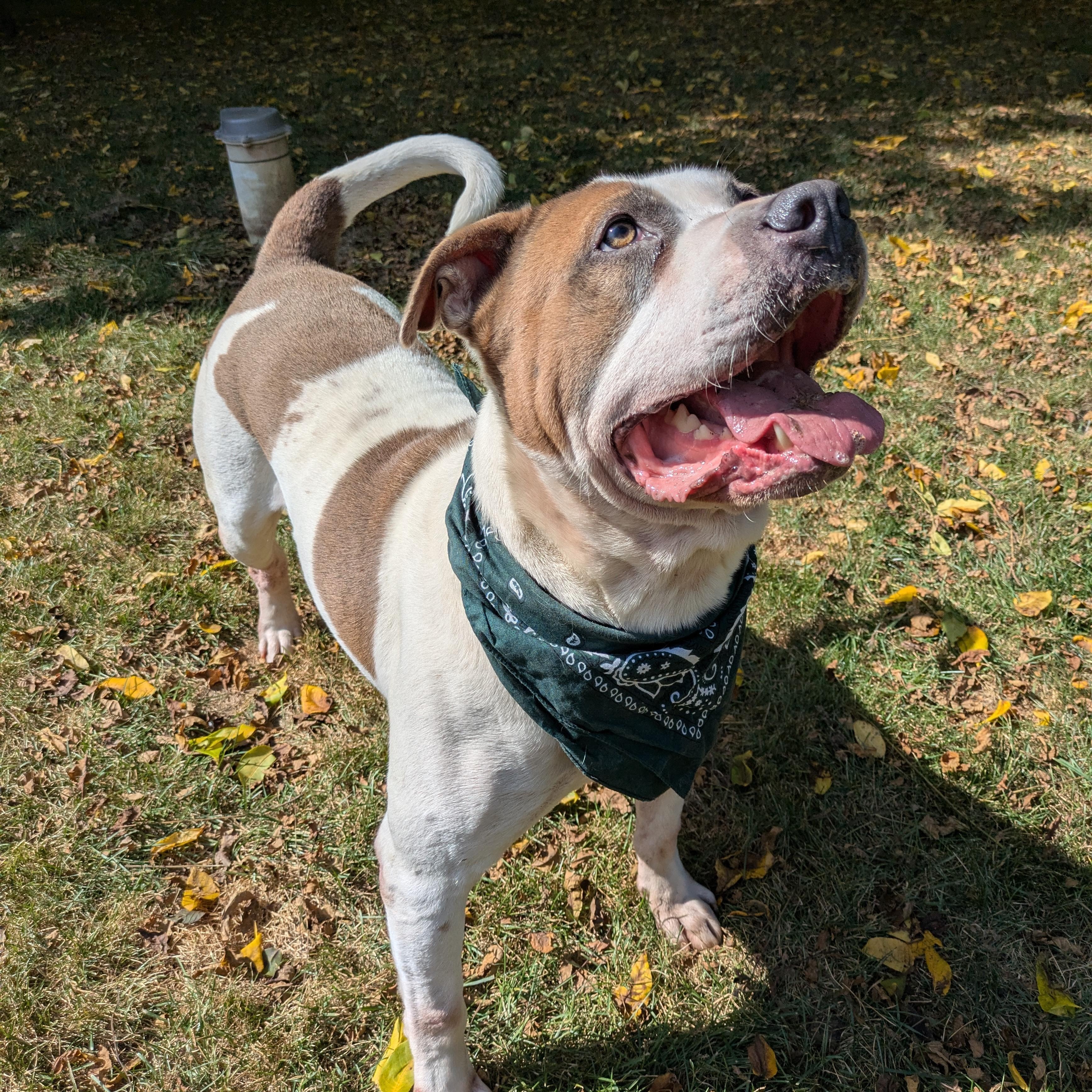 Enlarge Captain *SPONSORED*, a Adoptable Mixed Breed in Attica, MI image 5/6