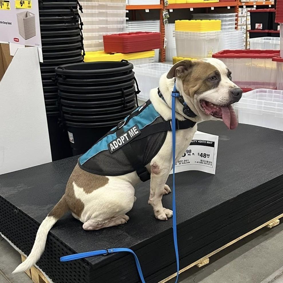 Enlarge Captain *SPONSORED*, a Adoptable Mixed Breed in Attica, MI image 4/6