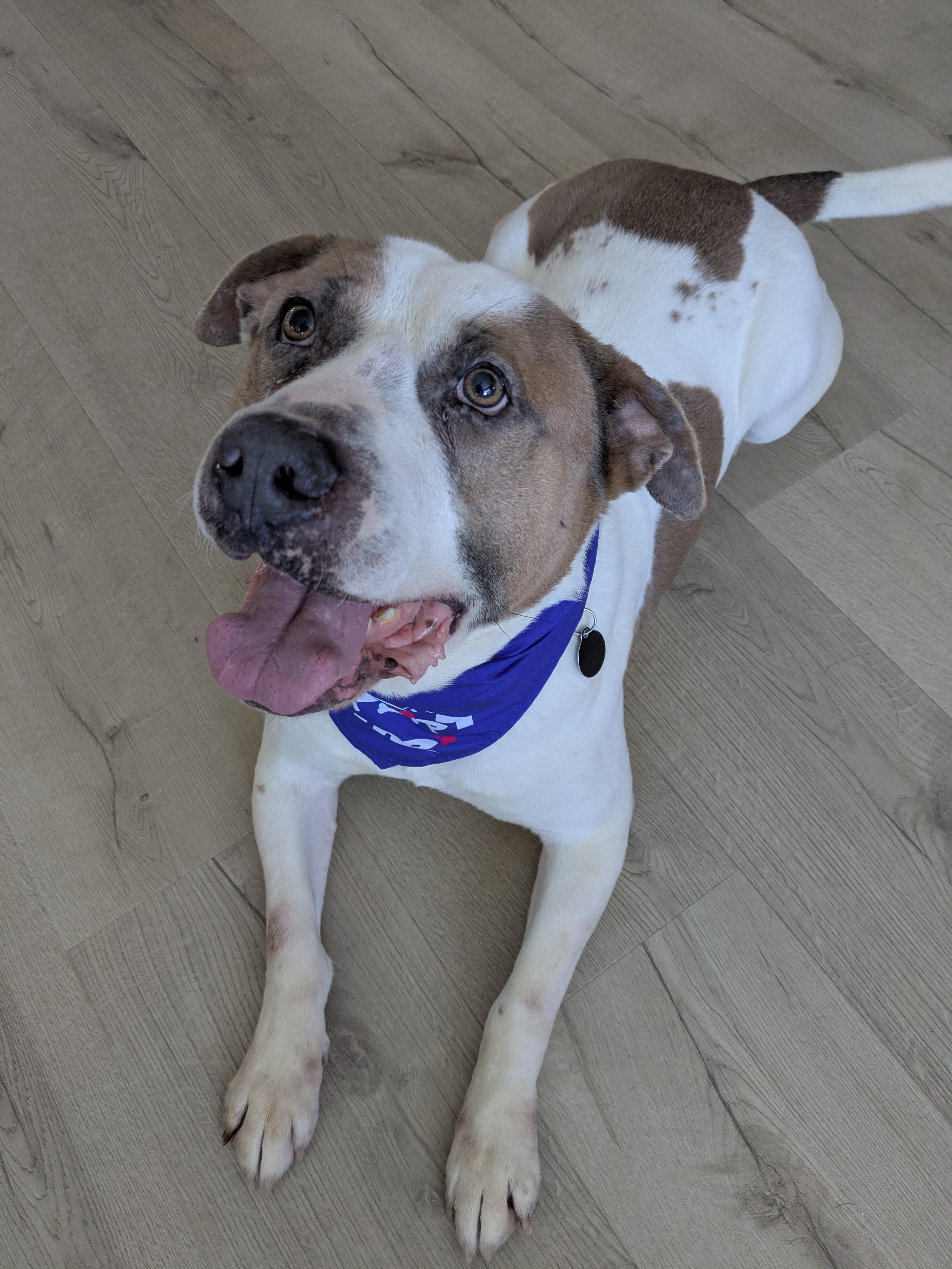 Enlarge Captain *SPONSORED*, a Adoptable Mixed Breed in Attica, MI image 3/6